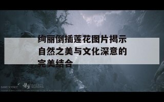 绚丽倒插莲花图片揭示自然之美与文化深意的完美结合